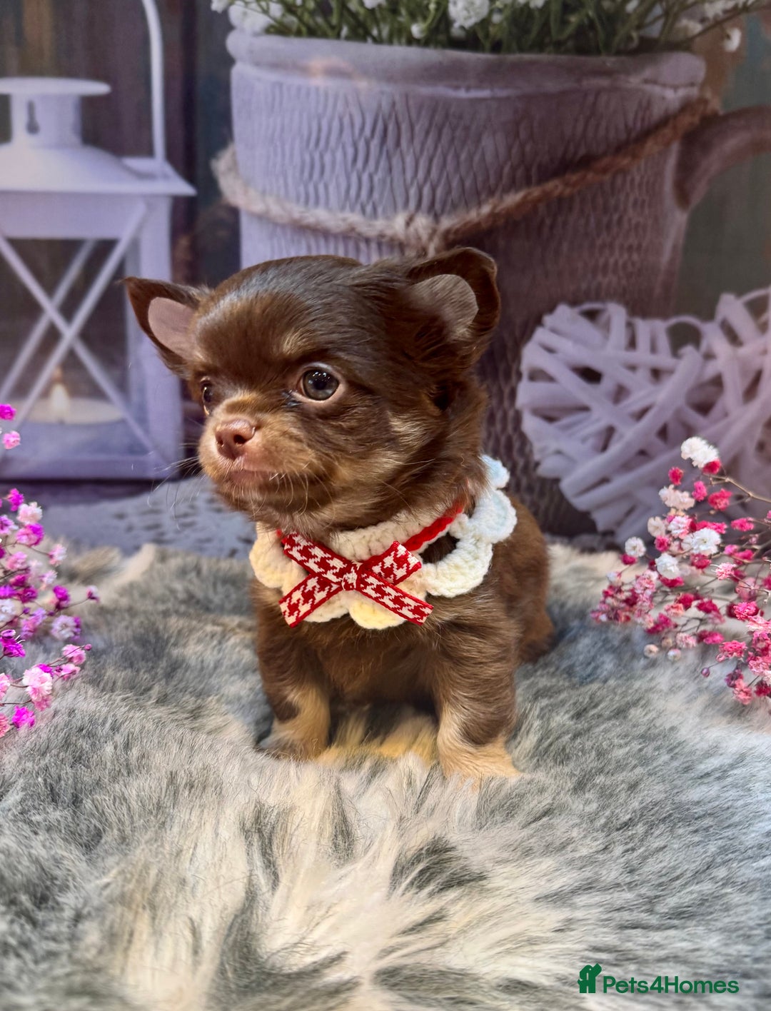 Chihuahua dogs for sale: 🤎💛Exquisite KC LC Chihuahuas🤎💛  - Image 8