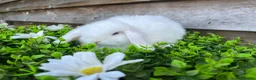 Mini Lop rabbits for sale: Gorgeous Mini lops  - Advert 14
