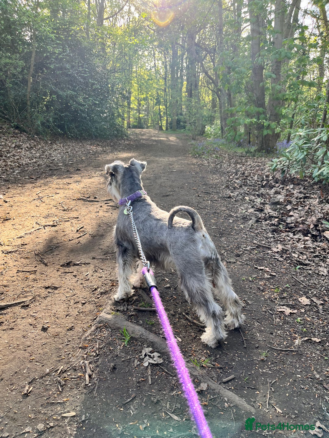 Miniature Schnauzer dogs for sale: Adorable Miniature Schnauzers - Image 18