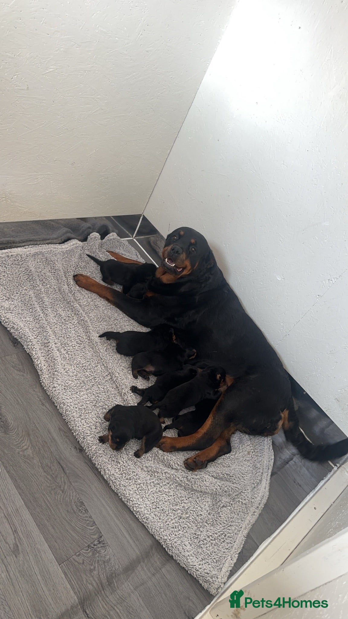 Rottweiler dogs Outstanding pure bread  Rottwilwer - Advert 1