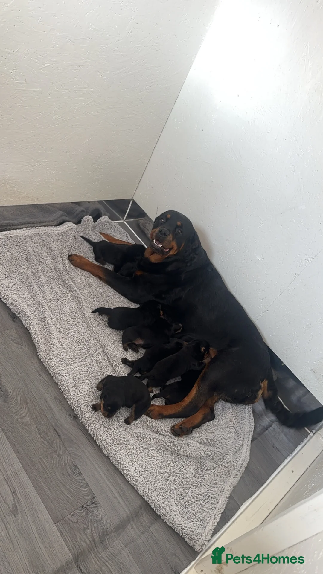 Rottweiler dogs for sale: Outstanding pure  Rottwilwer - Advert 1