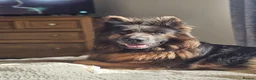German Shepherd dogs for sale: German shepherd bitch in Darlington - Advert 2