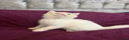 British Shorthair cats for sale: Gccf British Shorthair kittens  - Advert 13