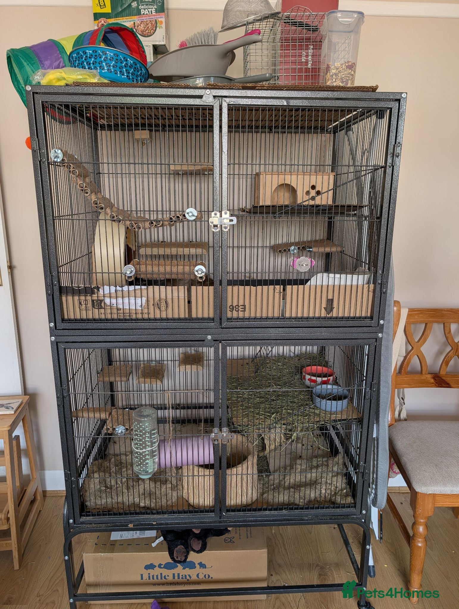 Degus rodents Friendly Male Degus Looking for a New Home - Advert 1