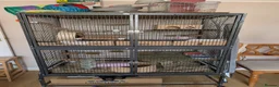 Degus rodents for sale: Friendly Male Degus Looking for a New Home in Coulsdon - Advert 1