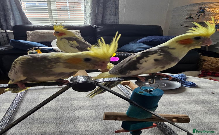 Cockatiels birds - Advert 5