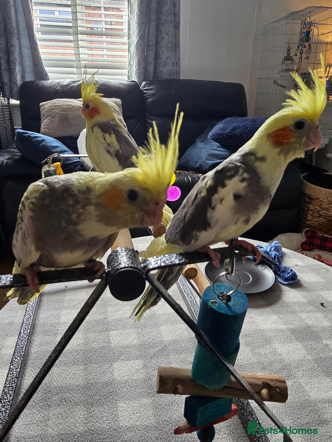 Cockatiels birds for sale: Handreared Cockatiels - Image 1