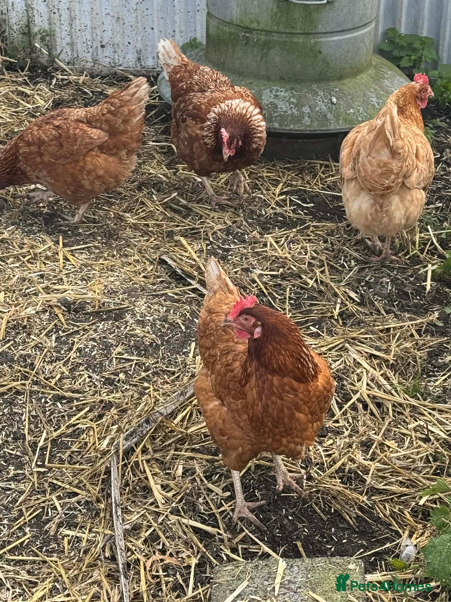 Chickens poultry Chickens - Advert 1