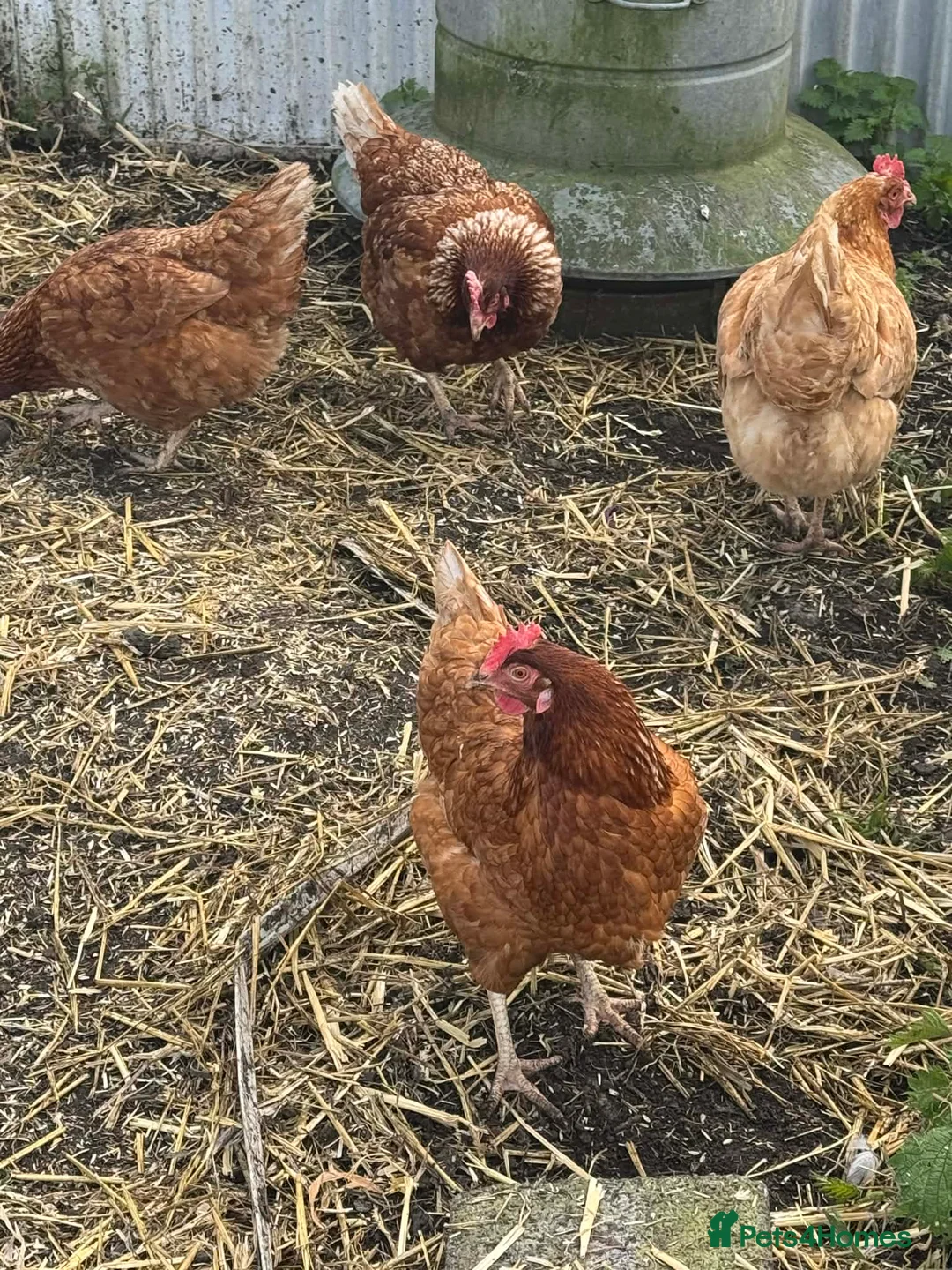 Chickens poultry for sale: Chickens - Advert 1