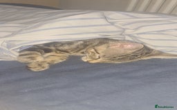 Bengal cats for sale: Mixed bengal kittens   - Image 16
