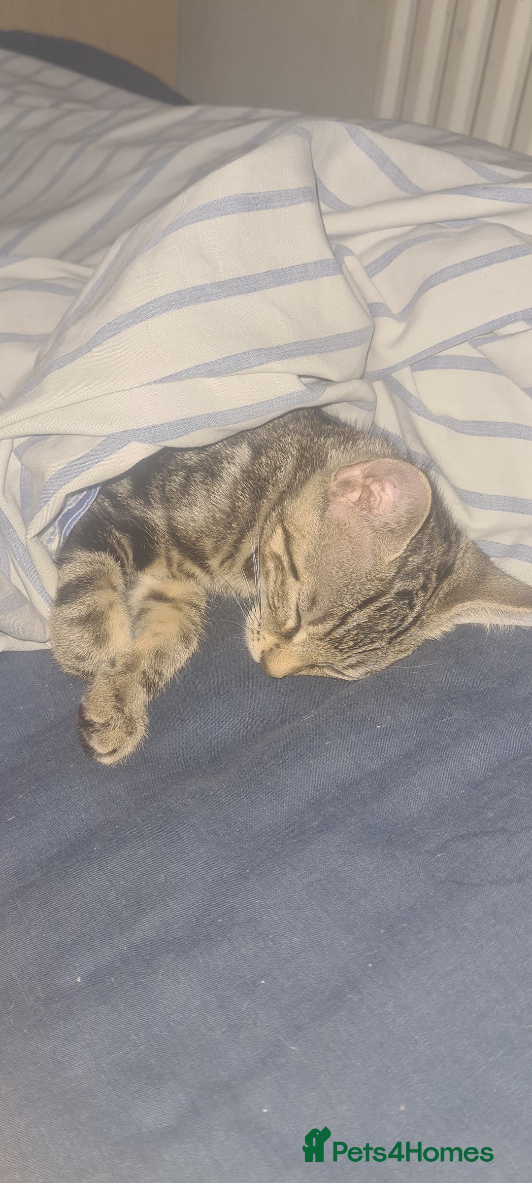Bengal cats for sale: Mixed bengal kittens   - Image 16