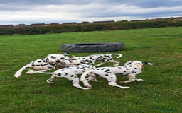 Dalmatian dogs for sale: KC registered family raised puppies available  - Image 2