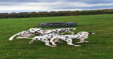 Dalmatian dogs - Advert 15