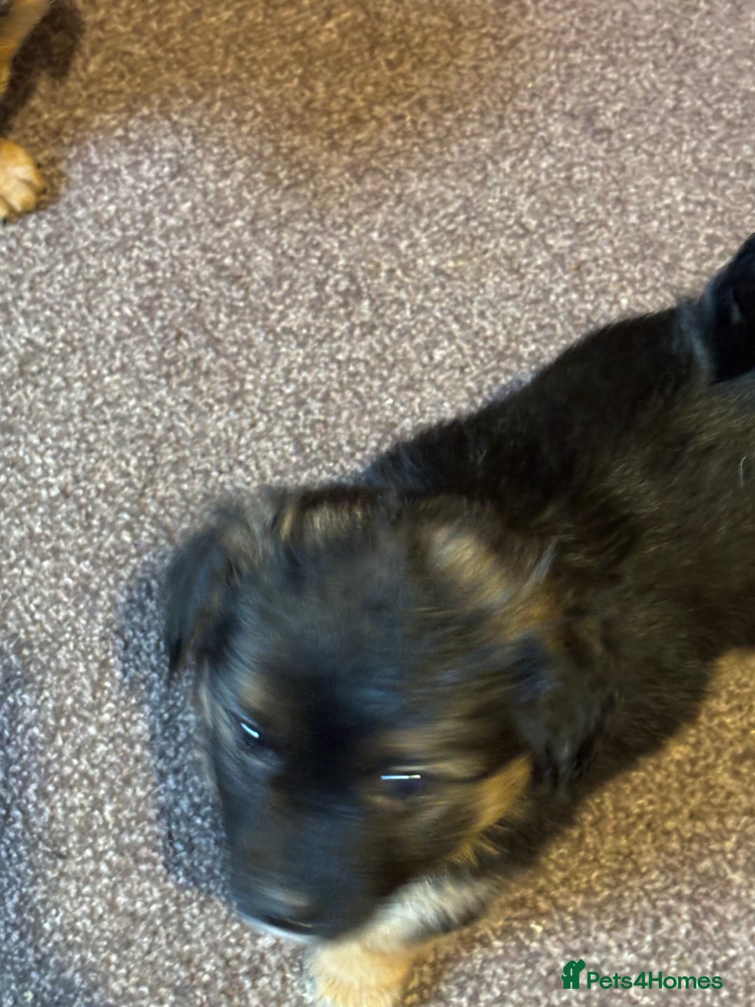 Jack Russell dogs for sale: Trad.family short legged short hair- ready!! - Advert 13