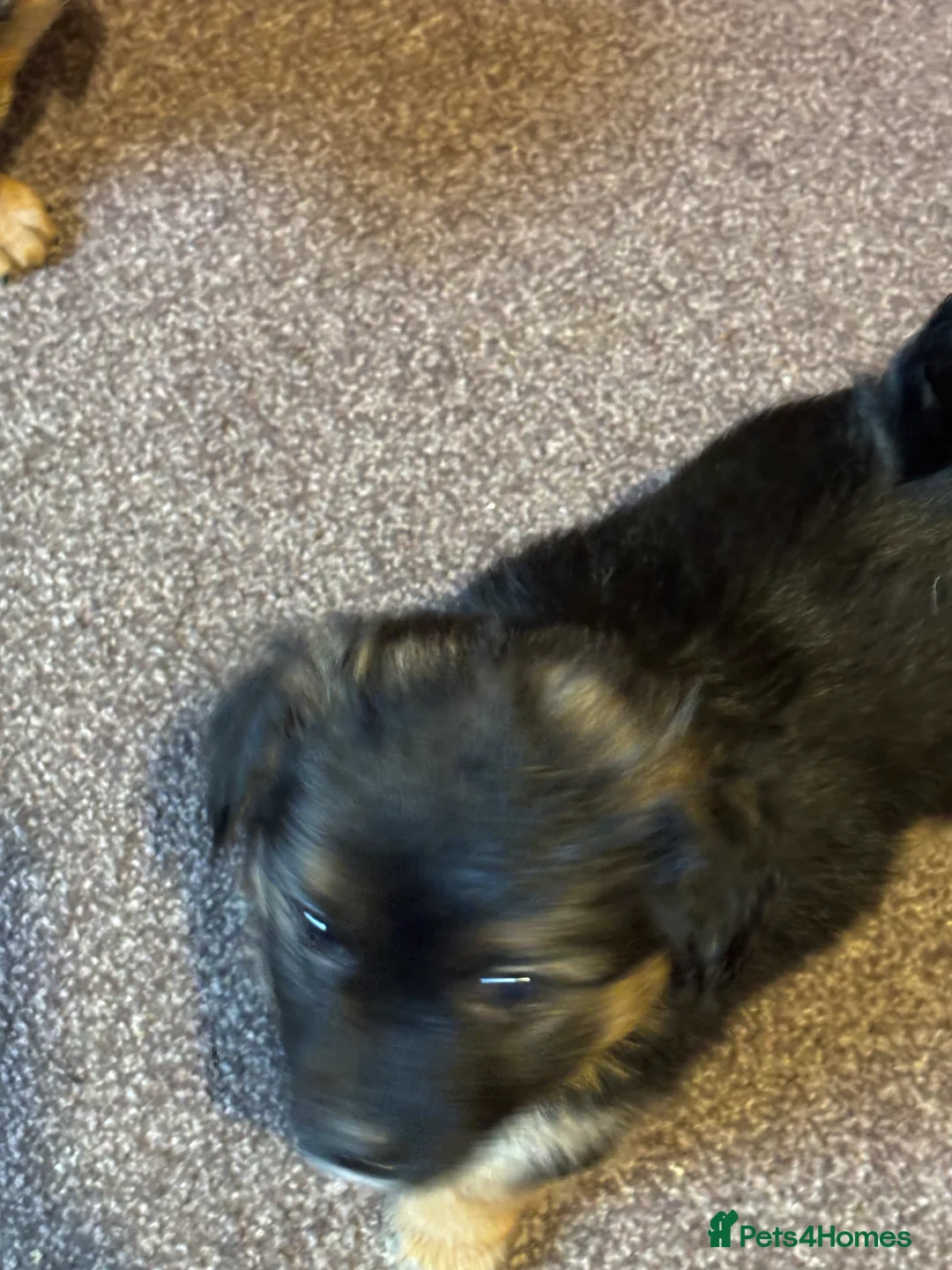 Jack Russell dogs for sale: Trad.family short legged short hair- ready!! - Advert 13