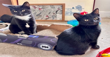 Mixed Breed cats - Advert 11