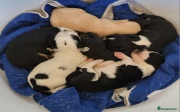 Mixed Breed dogs for sale: Spaniel Collie Cross Puppies  - Image 1