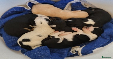 Mixed Breed dogs - Advert 7