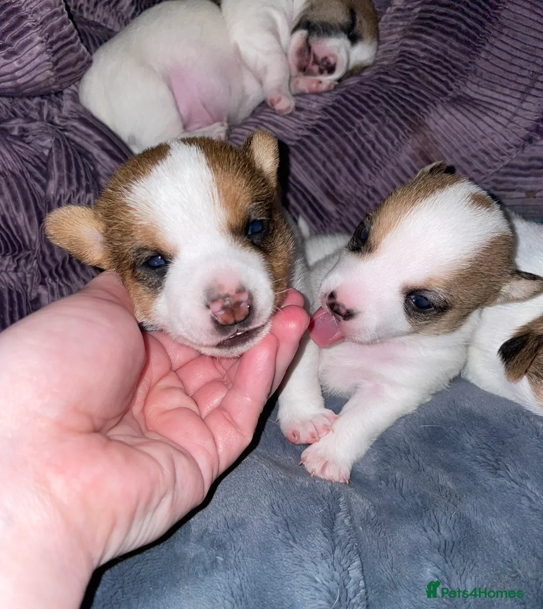 Jack Russell dogs for sale: Jack Russel pups - Advert 10