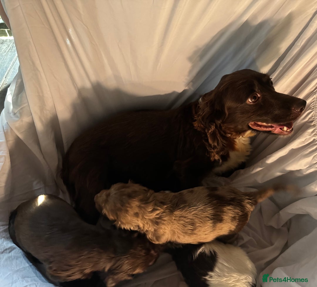 Cocker Spaniel dogs for sale: Cocker spaniel puppies - Image 8