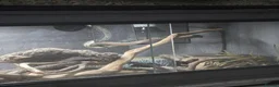 King Snake reptiles for sale: California king snake + FULL setup - Advert 3