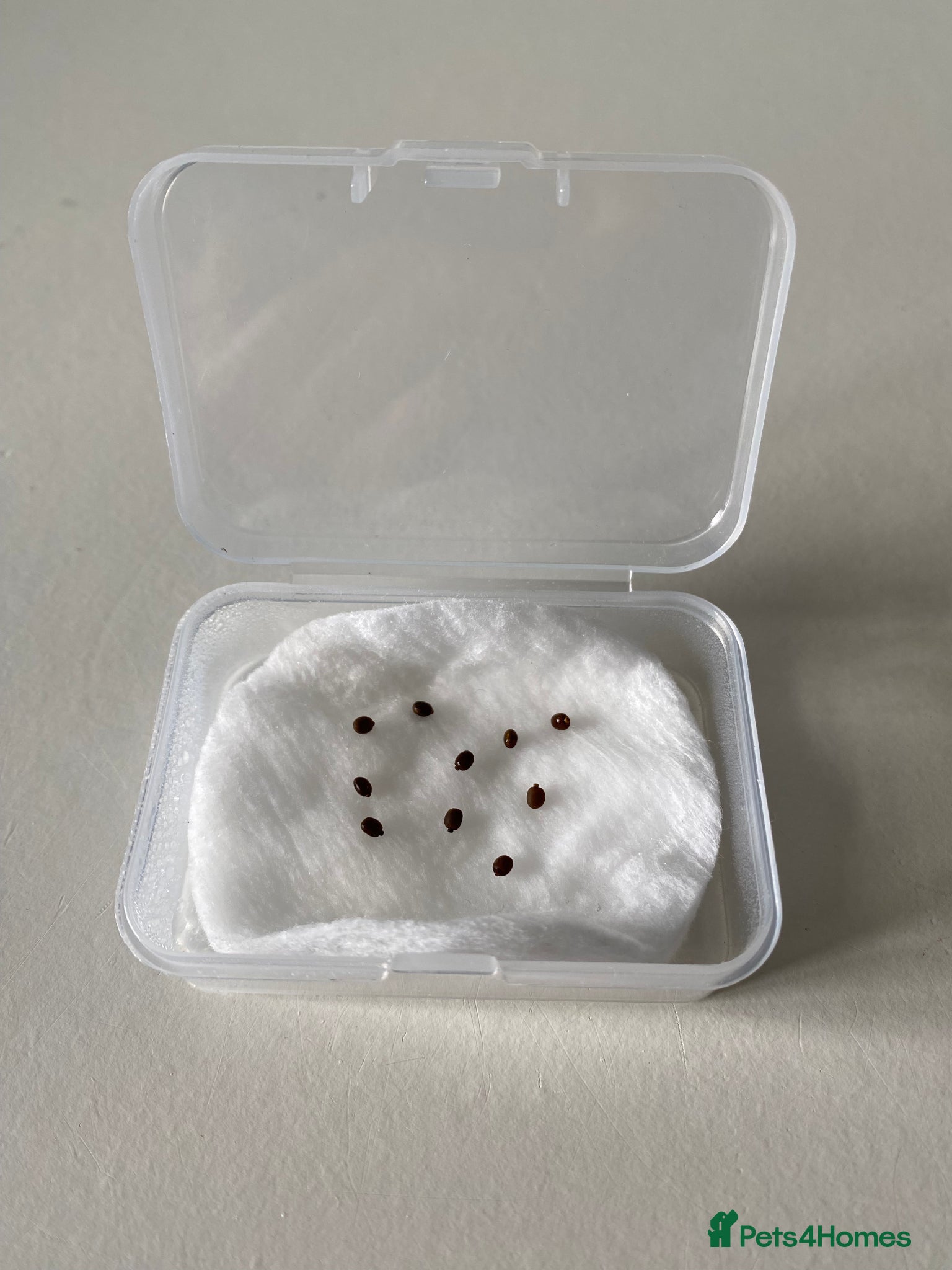 Stick Insects invertebrates Stick insect eggs with how to guide - Advert 16