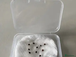 Stick Insects invertebrates Stick insect eggs with how to guide - Advert 16