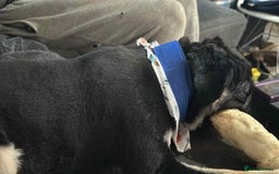 Pug dogs for sale: Scar fluffy pug - Image 21