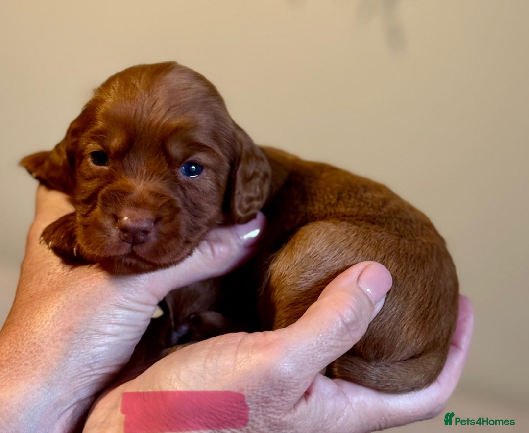 Cocker Spaniel dogs for sale: Stunning Litter of Red Cocker Spaniels  - Advert 9