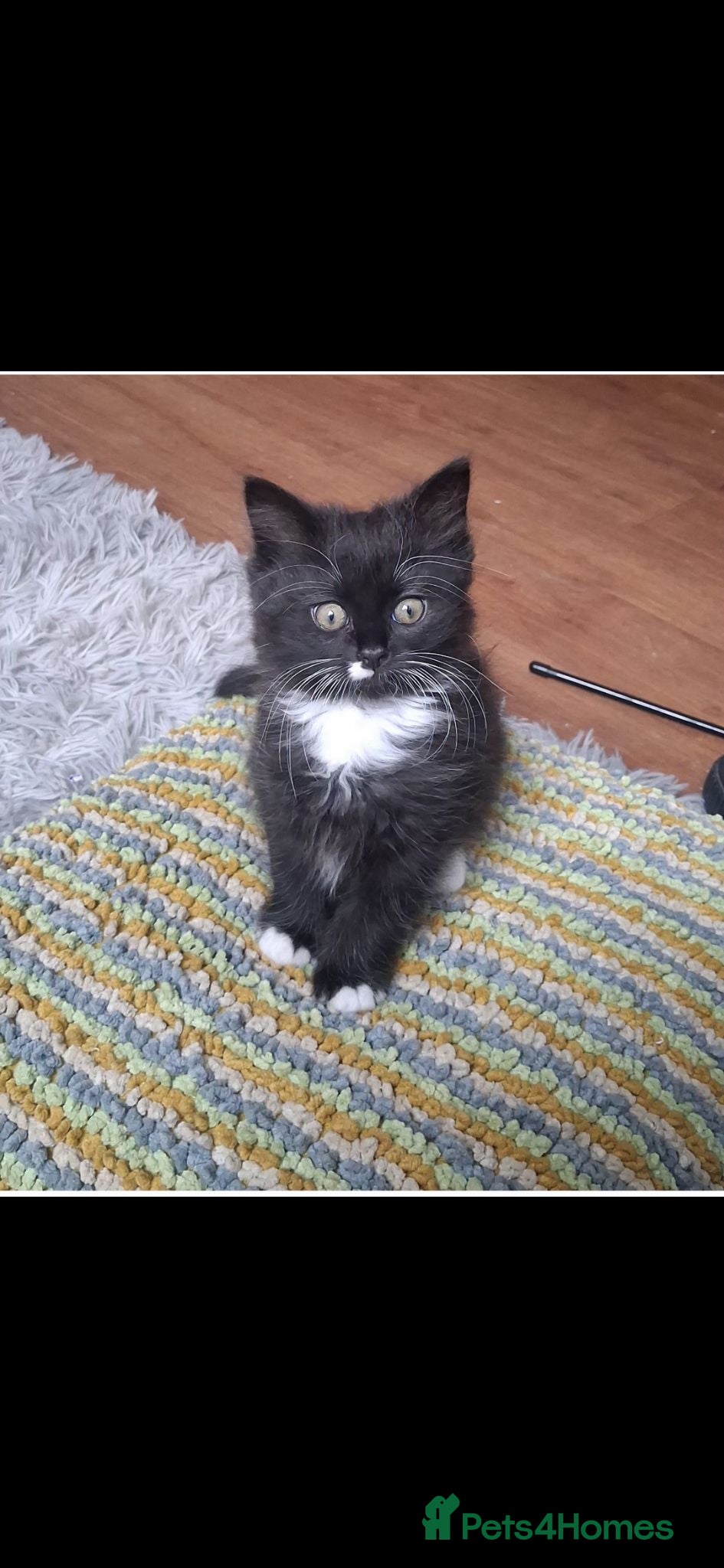 Mixed Breed cats Kittens up for Adoption  - Advert 2