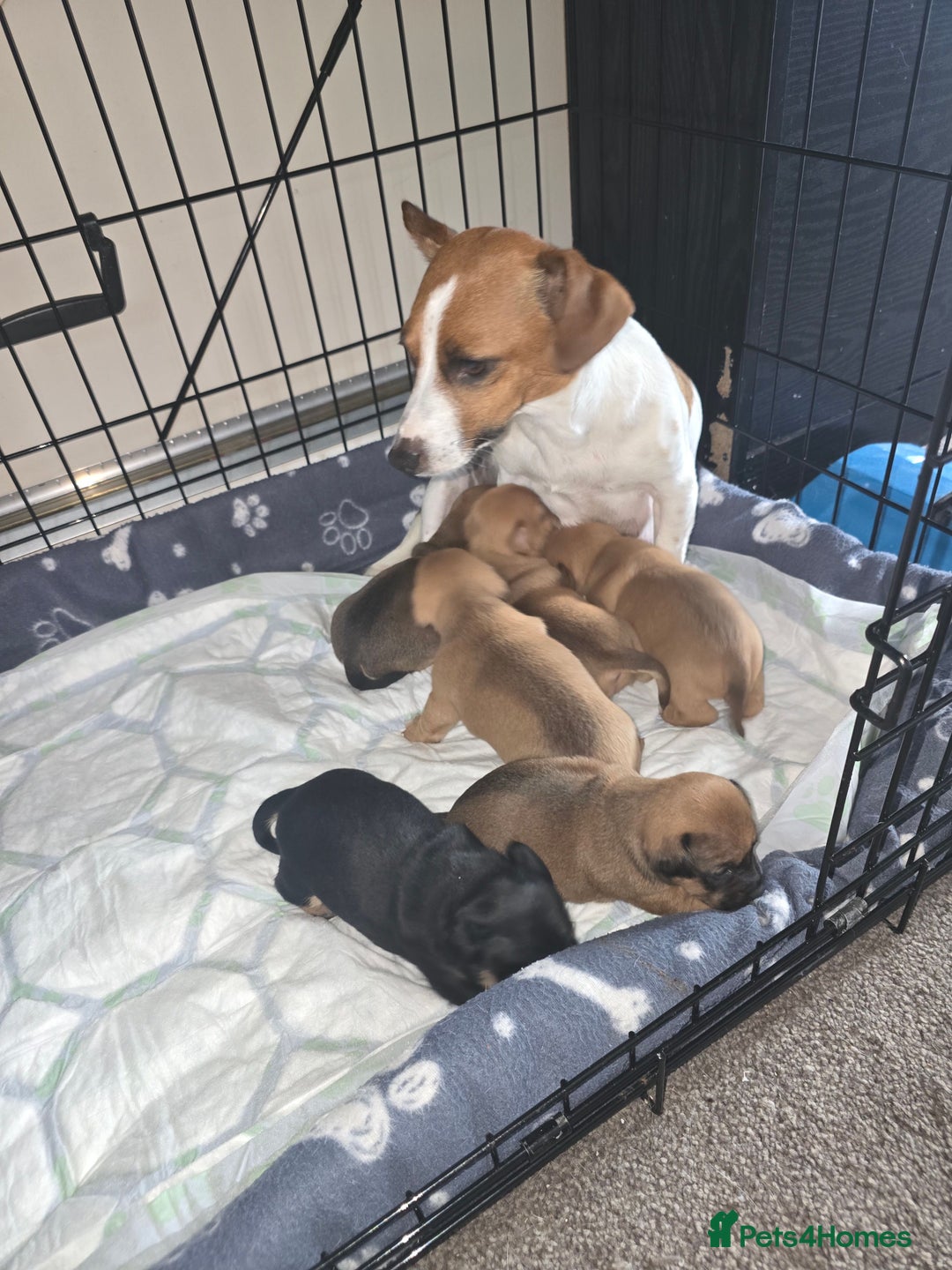 Jack Russell dogs for sale: Jack Russell puppy  - Image 2