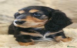 Miniature Dachshund dogs for sale: Longhairedd miniature dachshunds  - Image 9