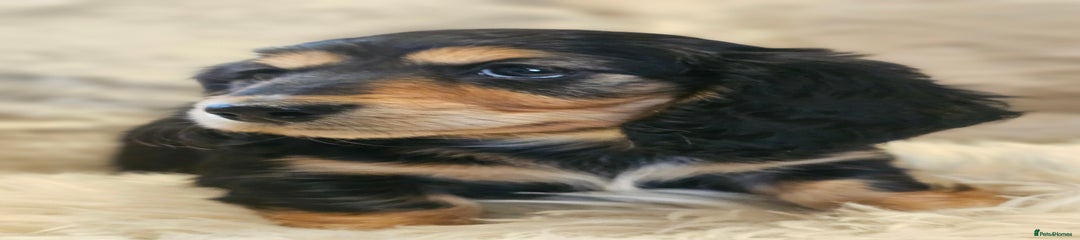 Miniature Dachshund Puppy 4