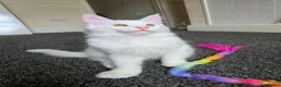 Maine Coon cats for sale: Maine coon Blue eyes + Long Hair - Advert 31