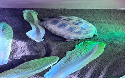 Tortoise reptiles for sale: Tortiouses  - Image 2