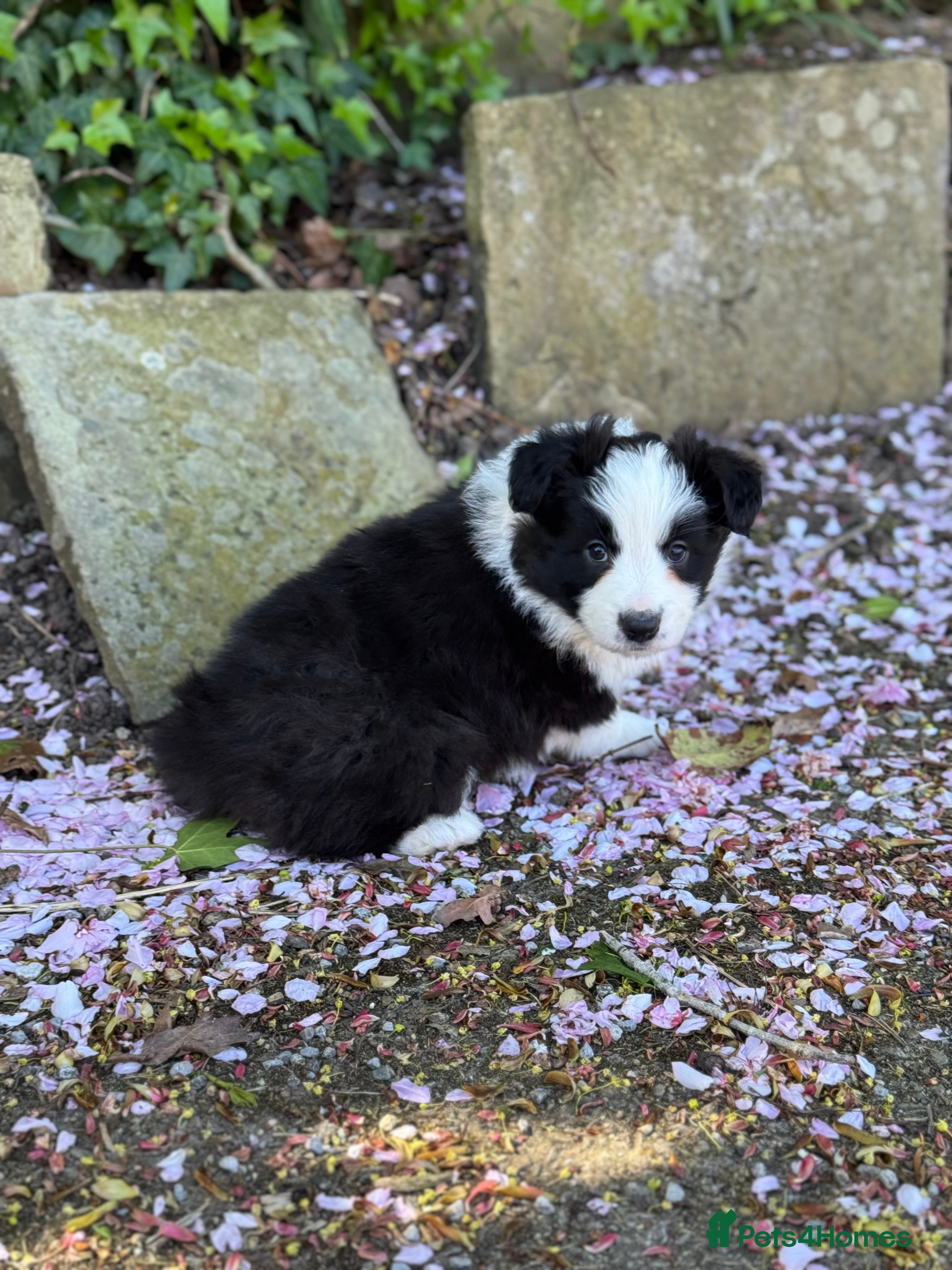 Border Collie dogs (KC reg pending) Border Collie Puppies For Sale - Advert 2