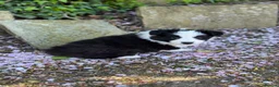 Border Collie dogs for sale: (KC reg pending) Border Collie Puppies For Sale - Advert 3