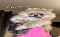 Pomeranian dogs for sale: Pomeranian pups🩵🩷 - Image 11