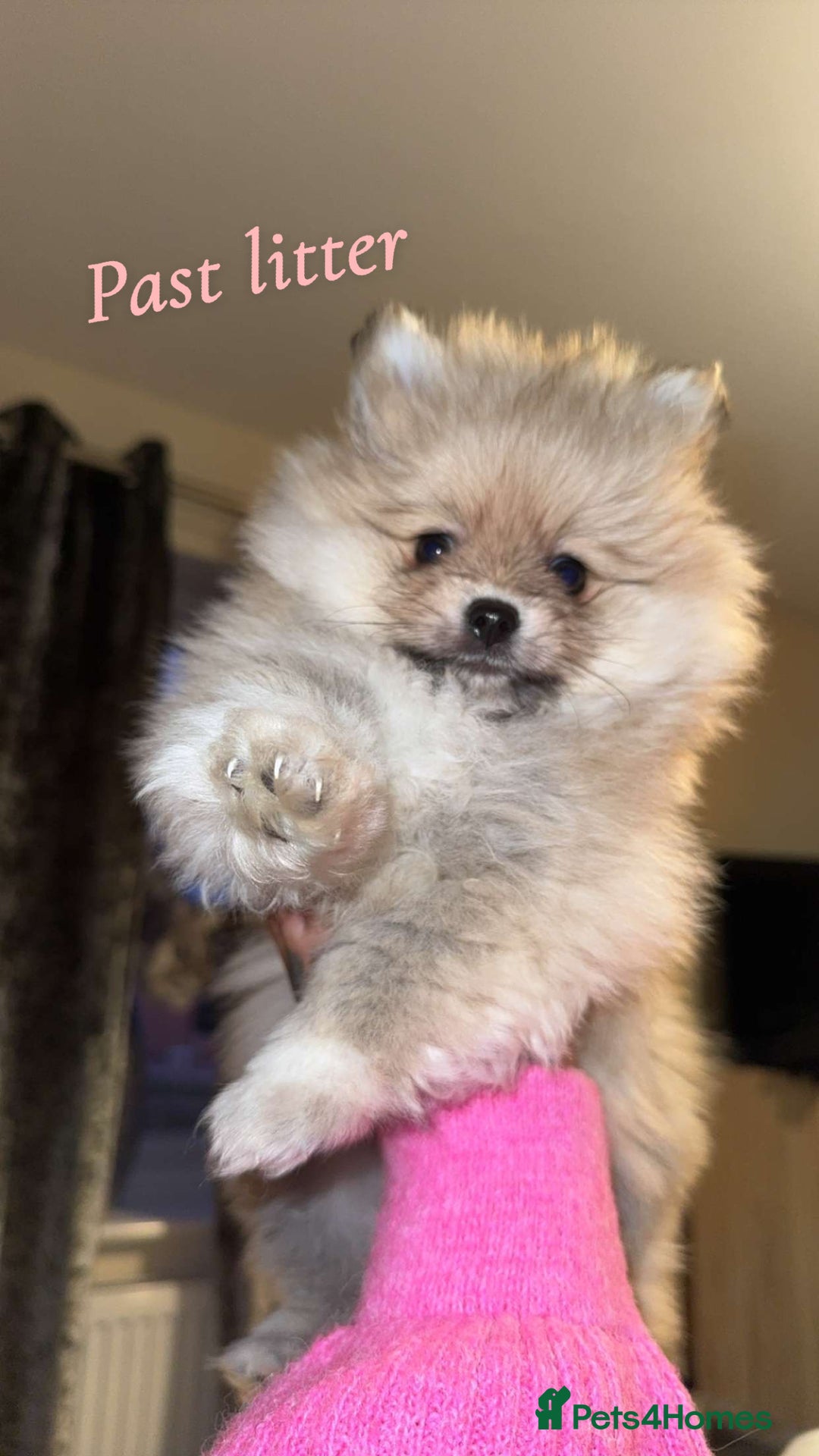 Pomeranian dogs for sale: Pomeranian pups🩵🩷 - Image 11