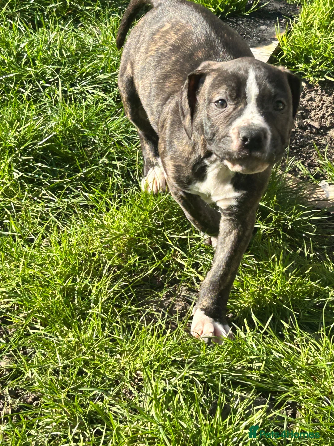 American Bulldog dogs for sale: Last beautiful male bailey ready for loving home - Advert 2