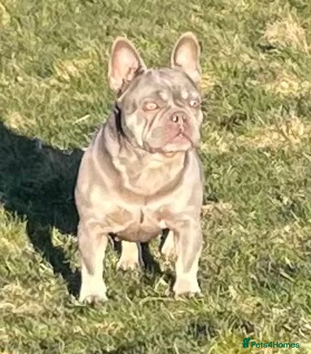 French Bulldog dogs for sale: KC REGISTERED HEALTH TESTED FRENCH BULLDOGS  - Advert 3