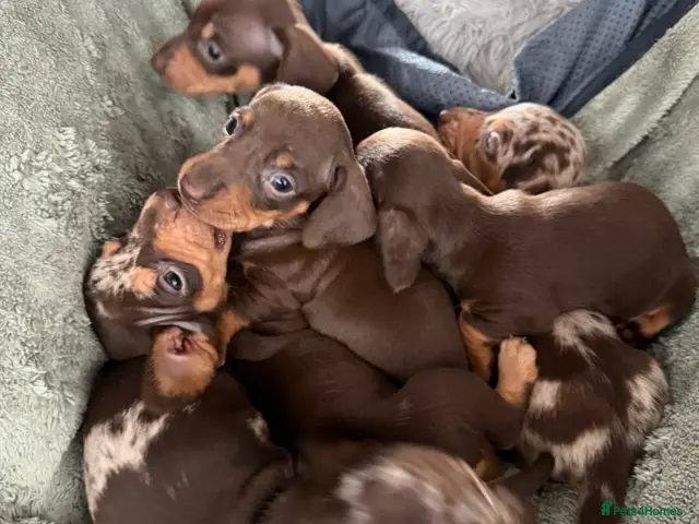 Miniature Dachshund dogs for sale: Beautiful Miniature Dachshund puppies - Advert 14