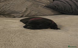 Staffordshire Bull Terrier dogs for sale:  STAFFORDSHIRE BULL TERRIERS PUPS  - Image 6