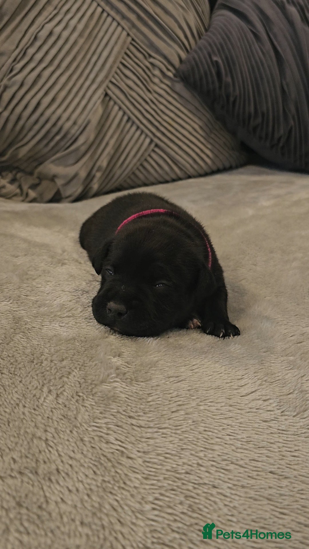 Staffordshire Bull Terrier dogs for sale:  STAFFORDSHIRE BULL TERRIERS PUPS  - Image 6