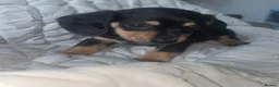 Miniature Dachshund dogs for sale: Mini dachshunds  - Advert 6