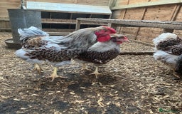 Chickens poultry for sale: Buff Laced Wyandottes - Image 3