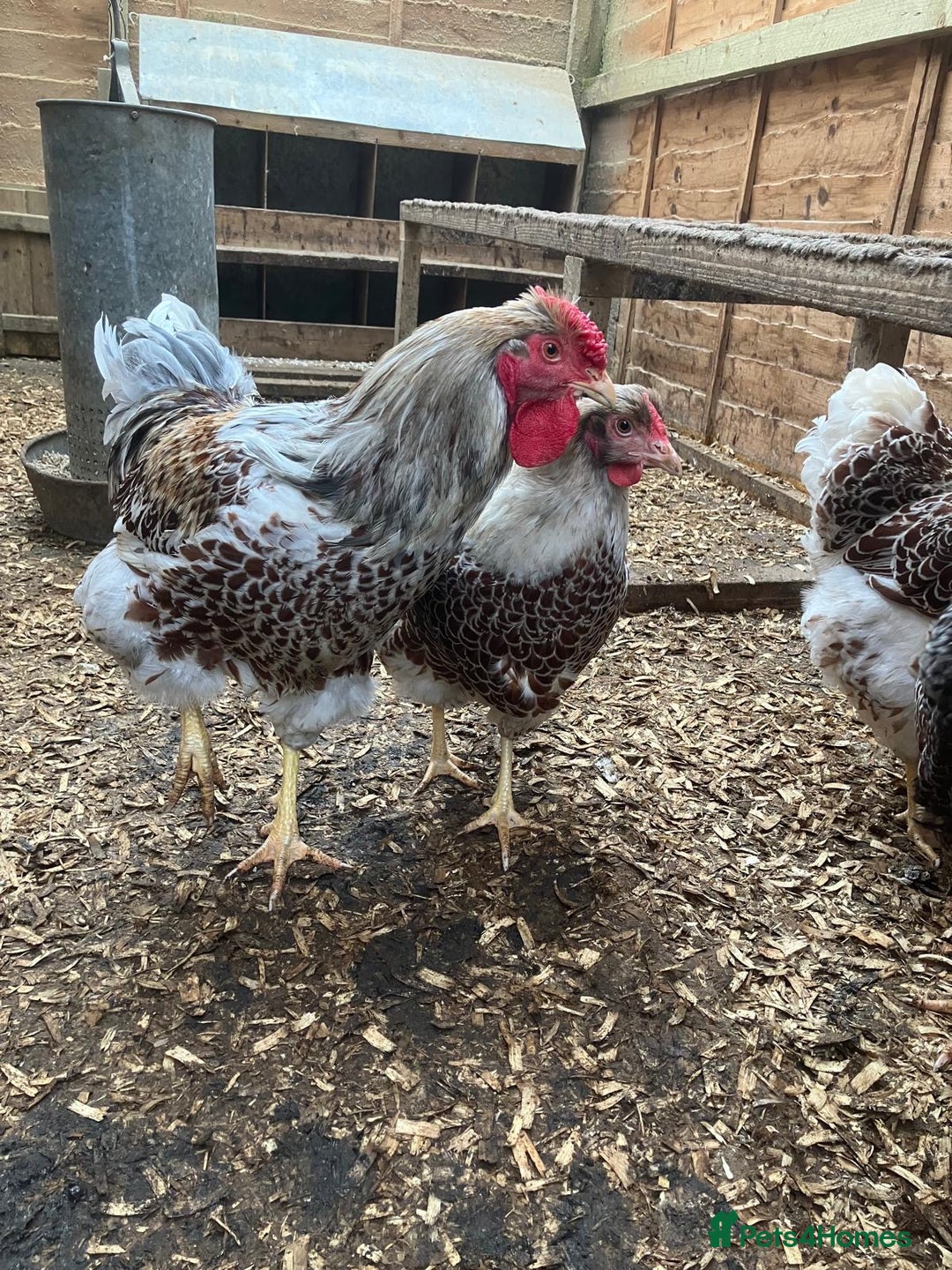 Chickens poultry for sale: Buff Laced Wyandottes - Image 3