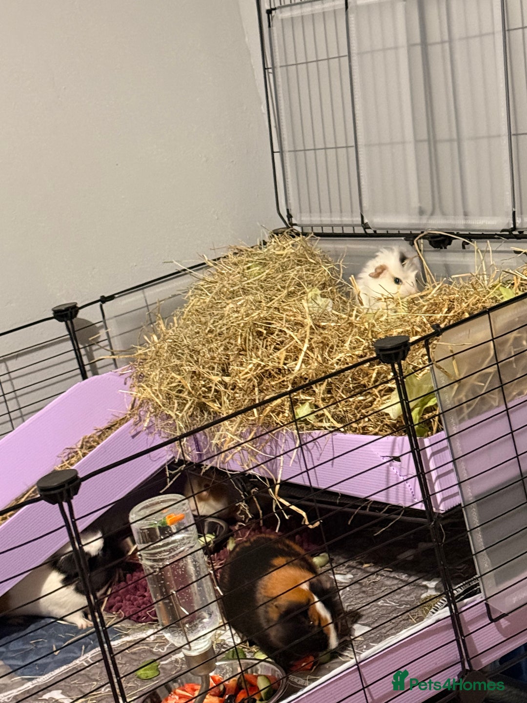 Guinea Pig rodents for sale: 4 sows with kavee cage - Advert 9