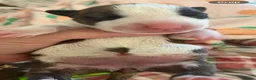 English Bull Terrier dogs for sale: 6 x kc registered English Bull Terriers  in Gloucester - Advert 9