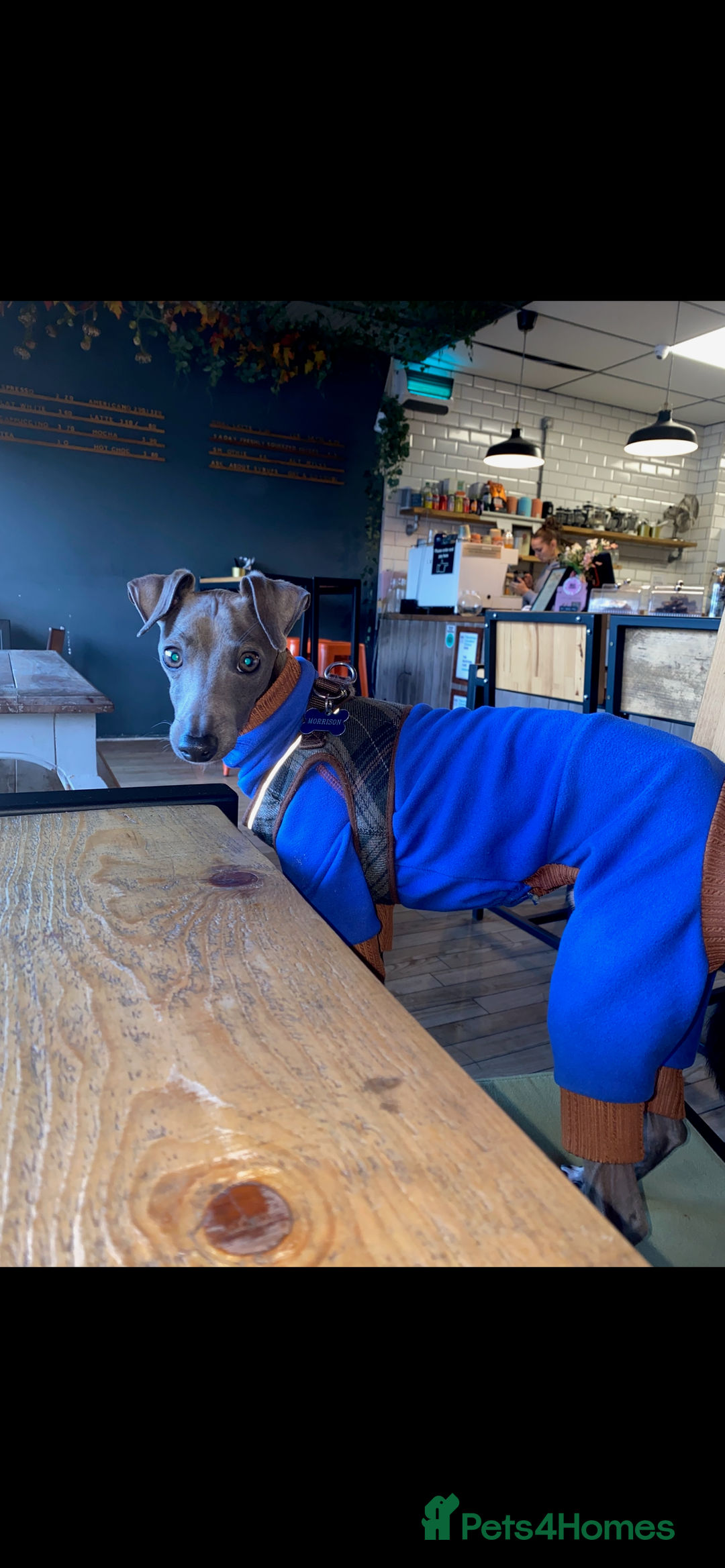 Italian Greyhound dogs for stud: Roman - Image 2